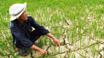Hiện tượng El Nino có thể xuất hiện vào giữa năm nay 
