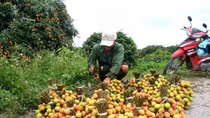 Thanh Hà hồ hởi được mùa vải sớm