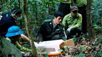 Thử nghiệm cho du khách tham gia thả động vật hoang dã được cứu hộ