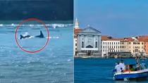 Cá heo sọc lần đầu xuất hiện tại Venice