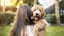 Chăm thú cưng vẫn được ... trả lương như nghỉ đẻ