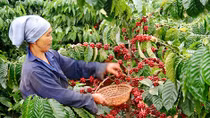 ADB và JICA hỗ trợ tăng cường chuỗi giá trị nông nghiệp bền vững tại Việt Nam 