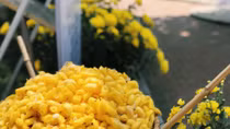 Khám phá quy trình "ươm tơ dệt lụa” của nghệ nhân Việt Nam