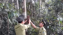 Tiếp nhận và thả về rừng nhiều động vật linh trưởng quý hiếm