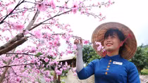  Lễ hội giao lưu văn hóa Việt – Hàn tại Đà Nẵng