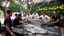Cặp cá "khủng" quý hiếm sông Mê Kông bất ngờ xuất hiện ở Đà Nẵng