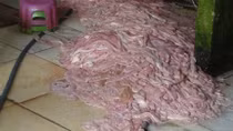 Phát hãi với gần 15 tấn nội tạng động vật bốc mùi chuẩn bị phục vụ thực khách