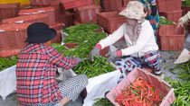Nông dân Quảng Nam thấp thỏm vì vụ ớt rớt giá