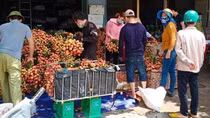 Không có chuyện vải sớm Lục Ngạn bị ép giá thấp 