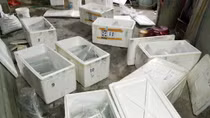 146 cá thể cá rồng nhập khẩu trái phép theo đường hàng không 
