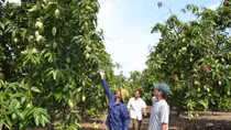 Đồng Tháp với cách mạng 4.0 trong nông nghiệp