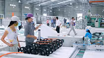 Bèo bọt như lương công nhân 