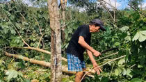 Người trồng cao su trắng tay sau bão số 9