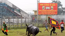 Sau hội thi trâu khoẻ, 11 trâu chọi bị giết thịt