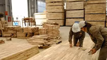 Doanh nghiệp xuất khẩu gỗ cao su dạng tấm vẫn được áp mức thuế 0%