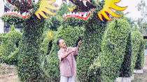Khóc, cười cùng hoa, cây kiểng Tết