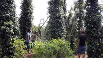 Lộc Ninh thiệt hại hơn 10 tỷ đồng do mưa giông kèm lốc xoáy