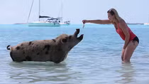 Đến Bahamas khám phá thiên đường đảo lợn