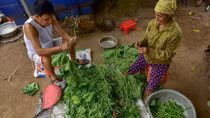 Câu chuyện về "bà trùm" rau sạch trên bãi giữa sông Hồng