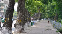 Hàng xà cừ trên phố Kim Mã có sống sót sau khi phải di chuyển?
