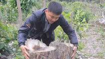 Bắt giữ đối tượng bị truy nã về tội hủy hoại rừng