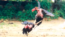 Năm gà kể chuyện phá án... trường gà