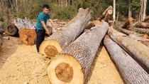 Lập phương án xử lý 118 cây gỗ bị ngã đổ ở khu vực biên giới
