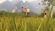 Nhà máy xả khói, lúa chết, người dân ngộp thở
