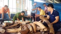 Tiêu hủy trên 2 tấn ngà voi và 70kg sừng tê giác