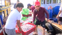 Ngư dân Quảng Trị trúng đậm vụ cá cơm 