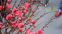 Bên thềm tháng Chạp...