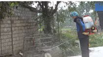 Hải Phòng giám sát dịch bệnh tả lợn châu Phi đến từng hộ chăn nuôi