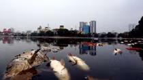 Báo động ô nhiễm hồ ao ở Hà Nội