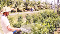Công an huyện nỗ lực ngăn chặn nạn trộm cây giống, hoa kiểng
