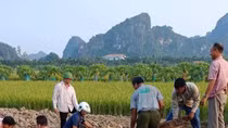 Phát hiện 2 cọc gỗ cổ nghìn năm tuổi bên sông Bạch Đằng
