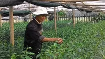 “Hồi sinh” những vườn hoa Tết xứ Huế