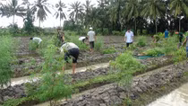 Trồng 348 cây cần sa để “nuôi gà”