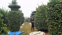 Nhiều quất cảnh, đào thế độc đáo trong dịp Tết