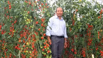 Người tiên phong làm rau đạt chuẩn quốc tế Global GAP