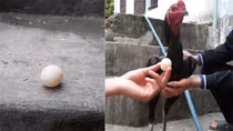 Chú gà trống chọi bất ngờ đẻ trứng!