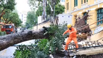 Cây xà cừ cổ thụ bật gốc chắn ngang phố Hoả Lò