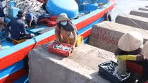 Ngư dân Quảng Trị trúng đậm cá nục, cá ngừ