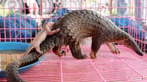 Tê tê được “giải cứu” về Trung tâm Cứu hộ Hà Nội đều chết