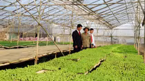 Agribank ưu tiên phát triển nông nghiệp xanh, sạch, an toàn, bền vững