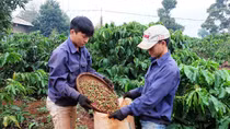 Tháo gỡ khó khăn để cà phê Việt “cất cánh”