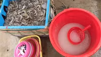 Lại phát hiện bơm tạp chất vào tôm