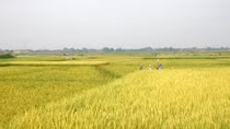 Bảo vệ nghiêm ngặt đất trồng lúa tại Long An và Thái Bình