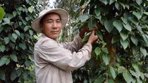 Thoát nghèo nhờ “tiêu ôm tràm” trên vùng đất phèn