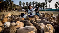 Okunoshima: Đảo thỏ xinh đẹp của nước Nhật