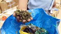 Nhận diện ma túy mới - hệ lụy báo trước